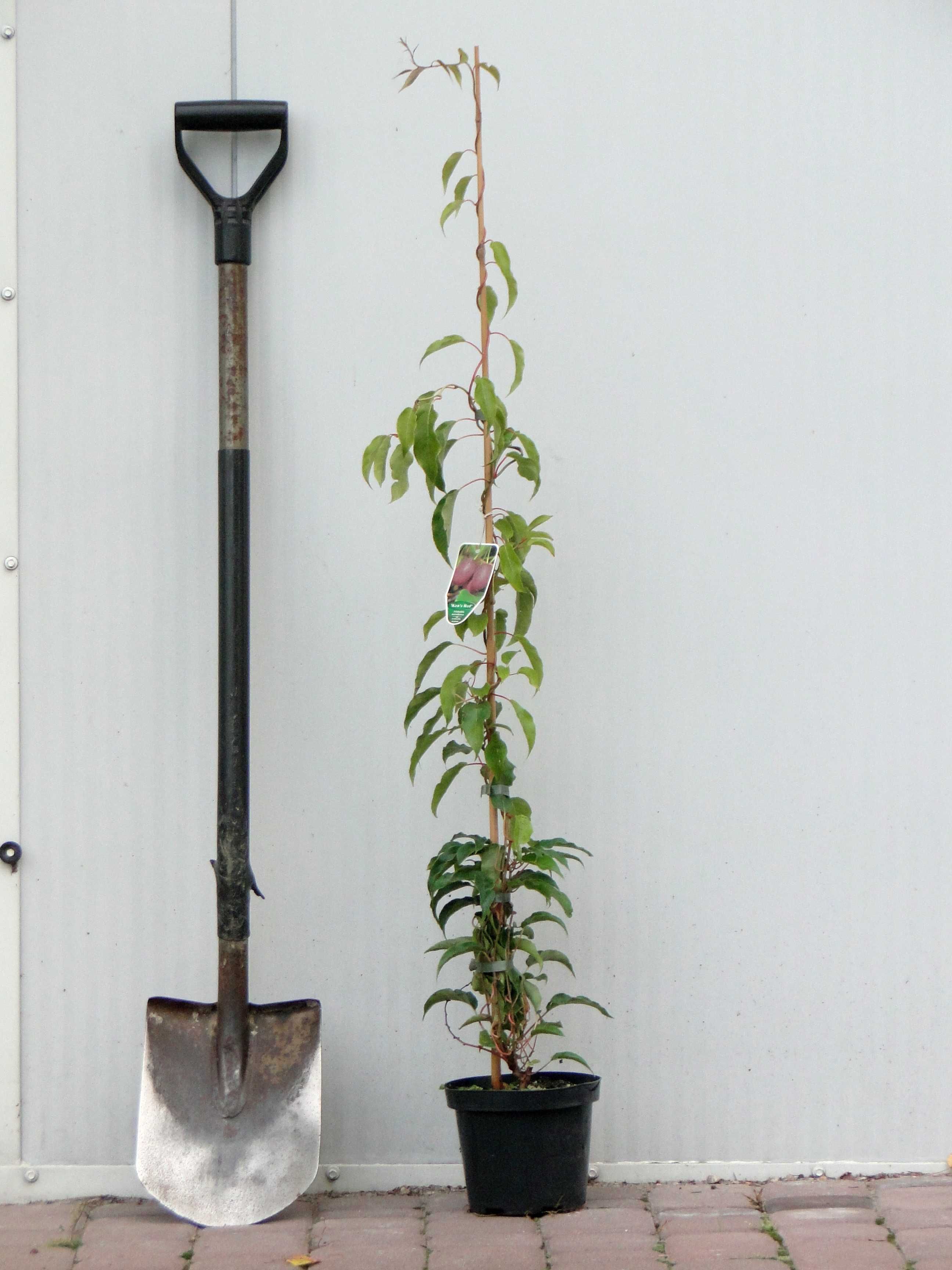 Actinidia arguta (mini kiwi) sadzonki C2 + bamb. 105 cm