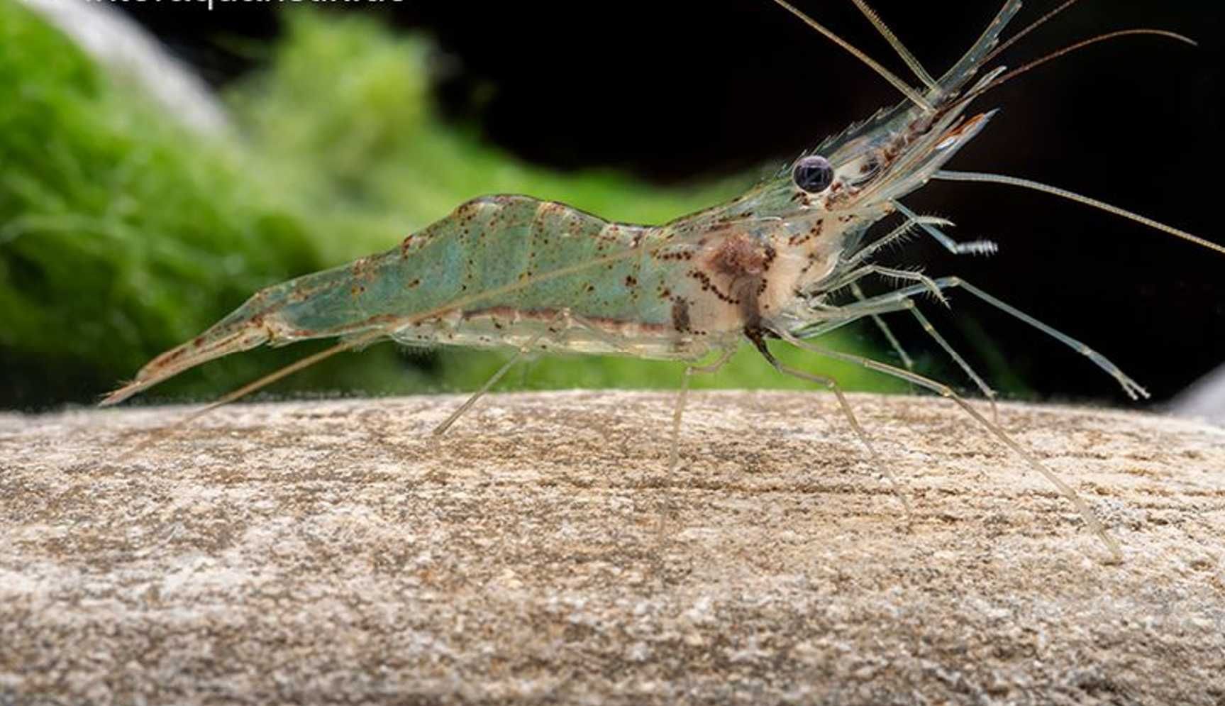 Krewetka szklista - Macrobrachium lanchesteri - dowóz, wysyłka