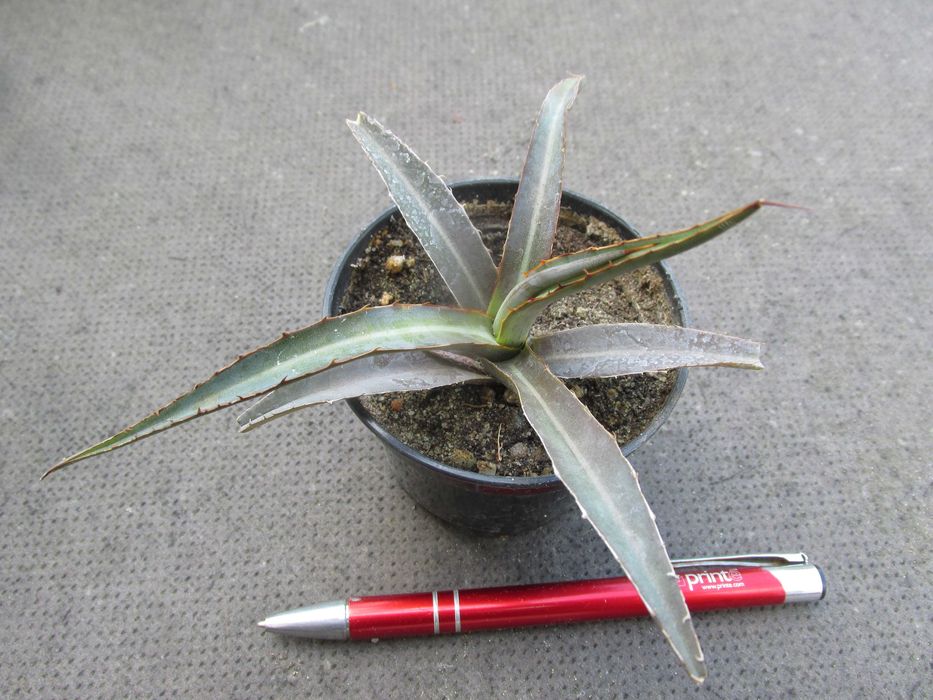 Czewieniejąca agave garciae-mendozae - agawa kolekcjonerska - sadzonka