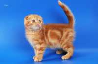 Котёнок чистокровная шотландка Скоттиш Фолд красный мрамор, девочка.