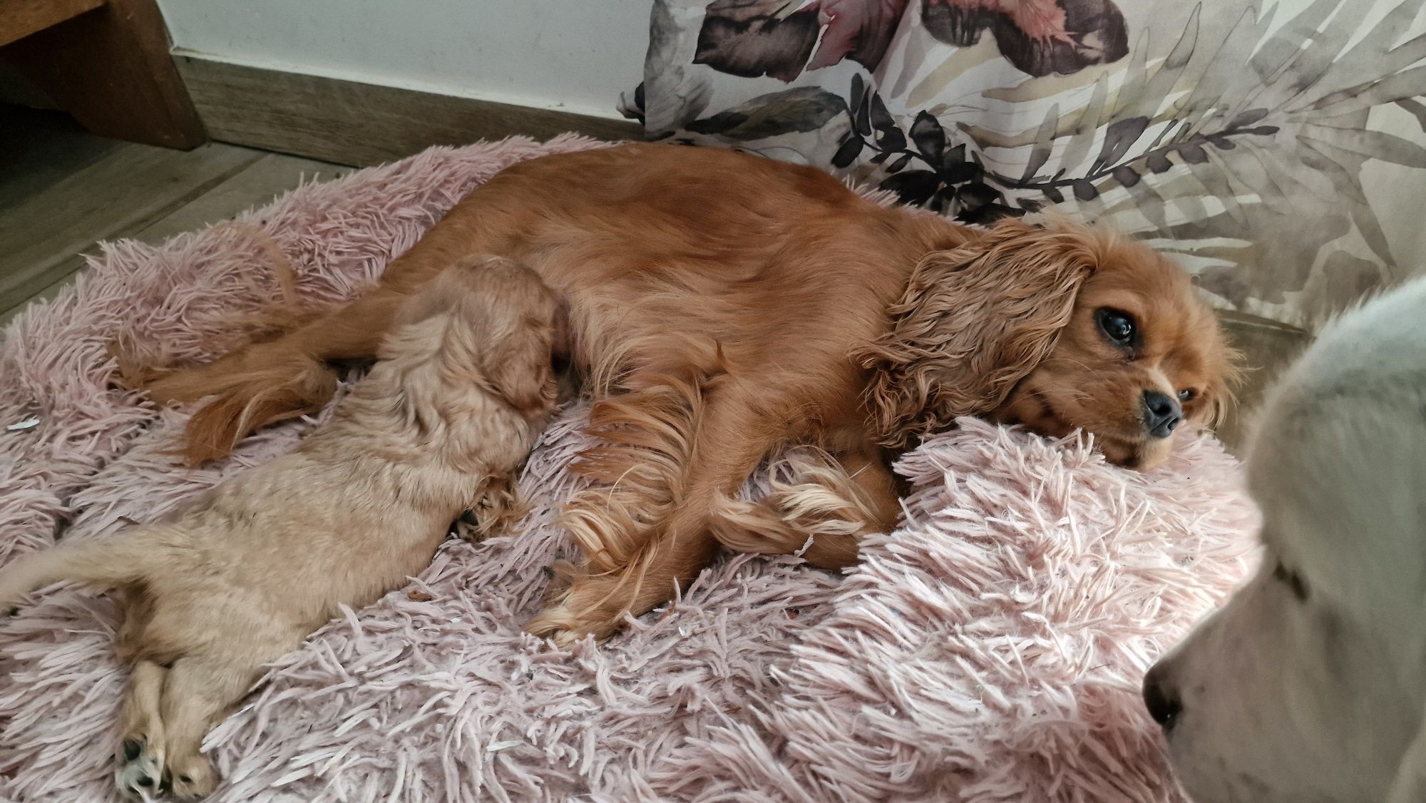 Cavalier King Charles Spaniel FCI