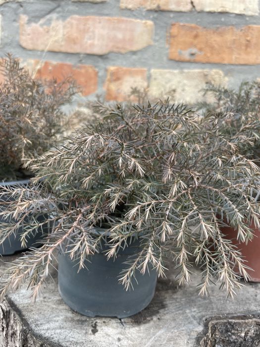 Рослини в горщиках