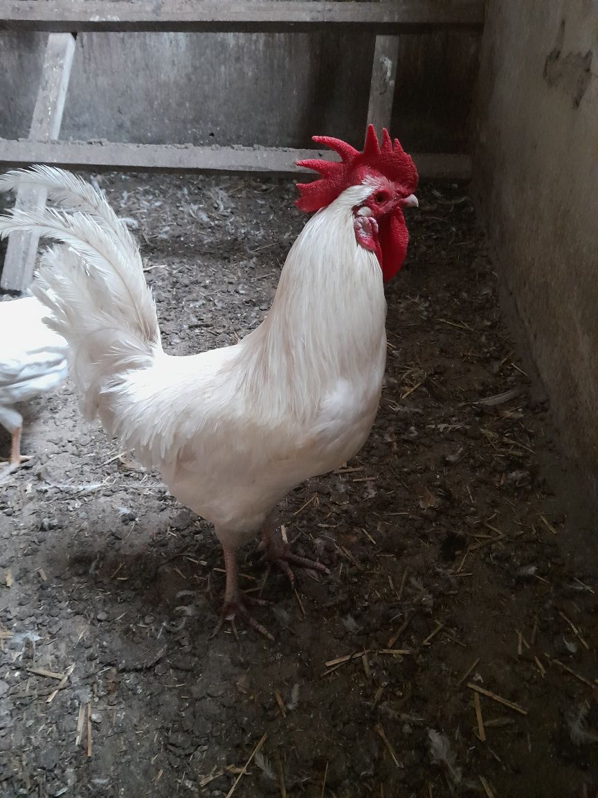 Sprzedam koguty własnego chowu