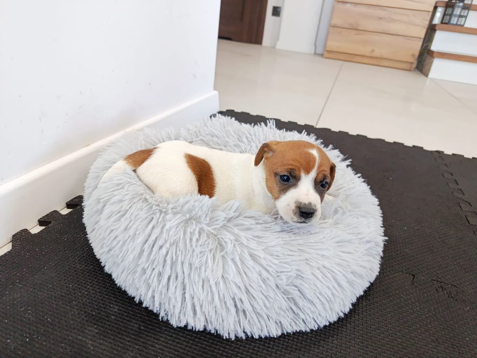 Piesek Jack Russell Terrier