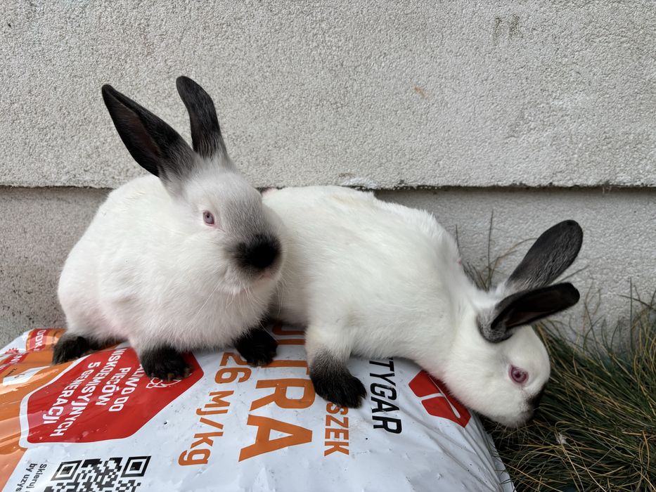 Króliki Kaliforniajkie Czarne KC
