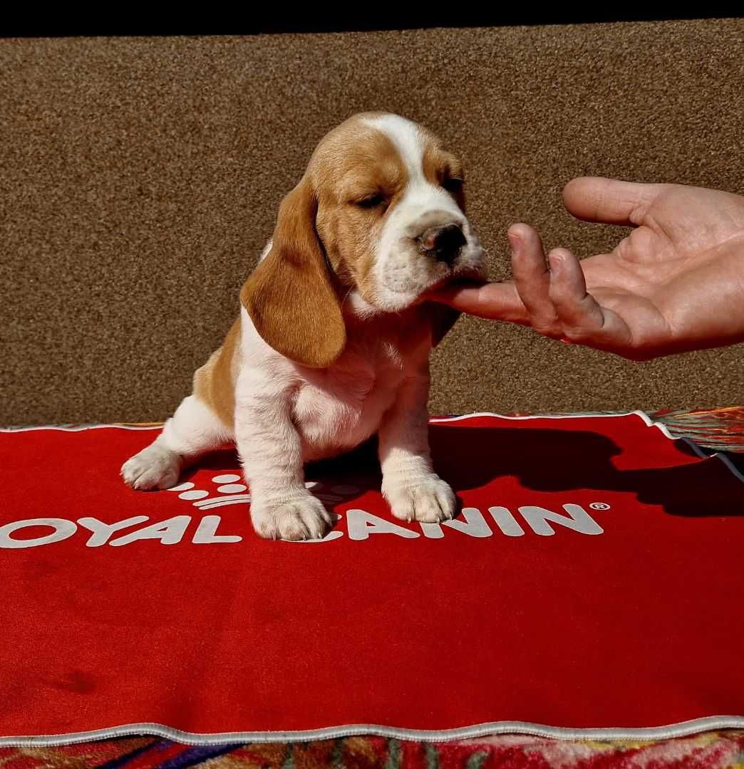 Piękna suczka Beagle bicolor z rodowodem