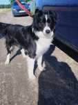4-letni piesek w typie border collie szuka domu