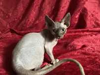 kocurek devon rex niesamowita przylepka