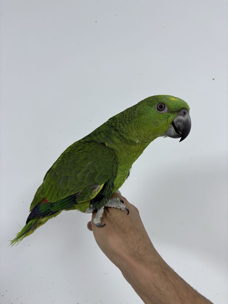 Papagaio auropalliata