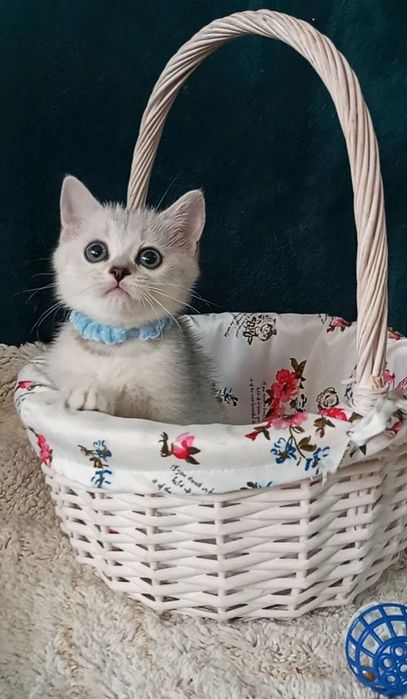 Котенок : Зеленоокий солодун .