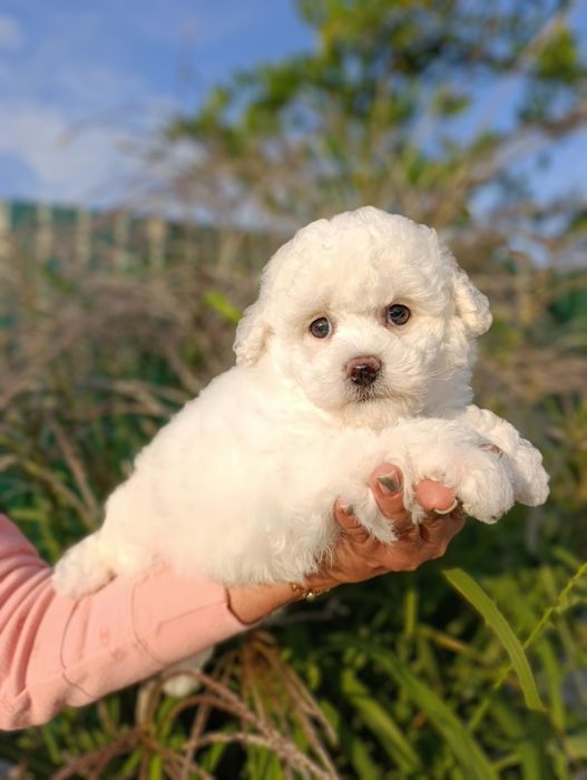 Ласковая и игривая Бишон фризе.