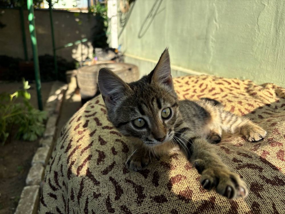 Котенок в хорошие руки