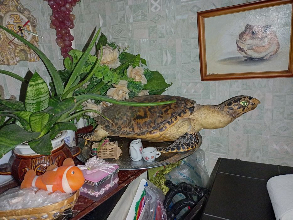 Океаническая черепаха ,чучело черепахи ,декор
