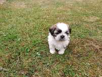 Shih-tzu suczka śliczna