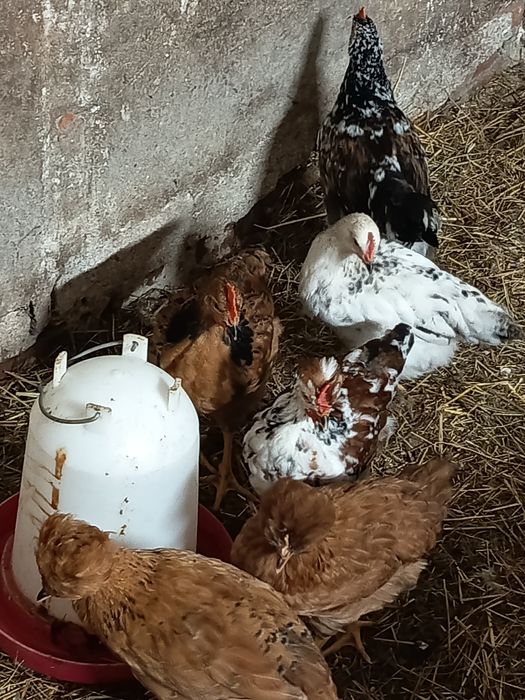 Kogut Czubatka staropolska