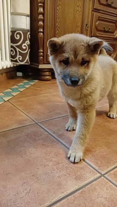 Shiba Inu czerwona suczka Wrzosowa Zagroda FCI ZKwP