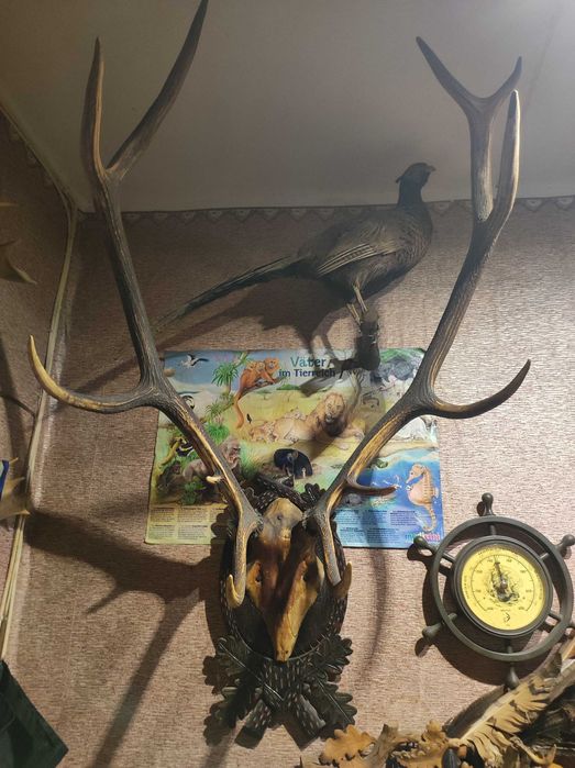 Продам роги оленя, косулі,лані,сайгак