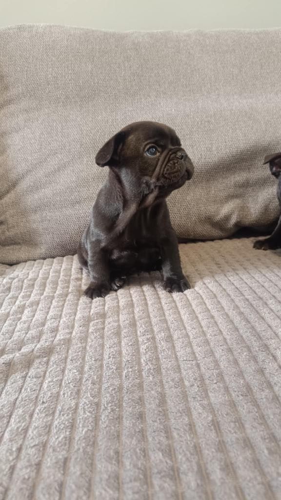 Buldog Francuski