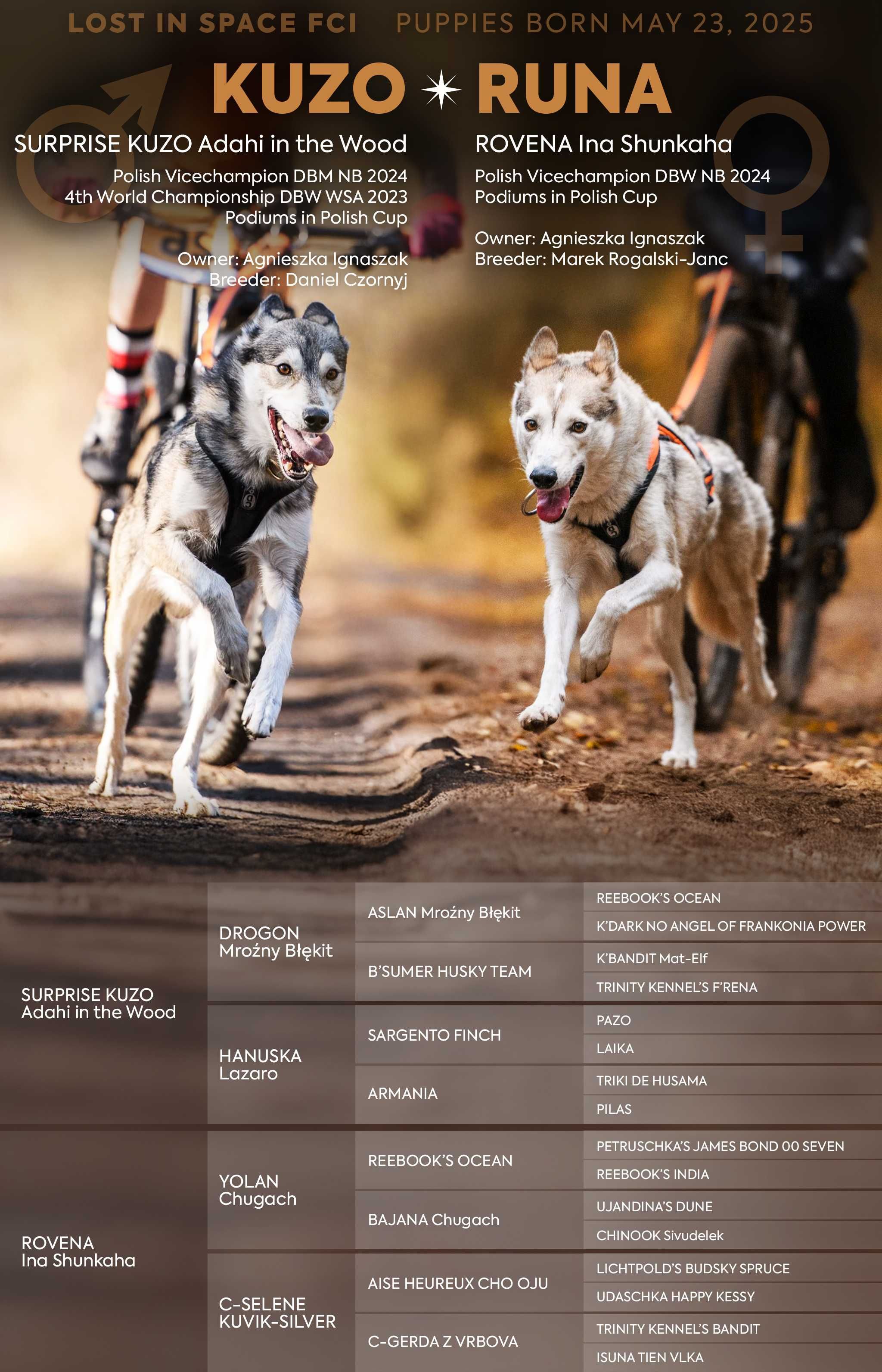 Szczeniak suczka SIBERIAN HUSKY linia użytkowa ZKwP FCI