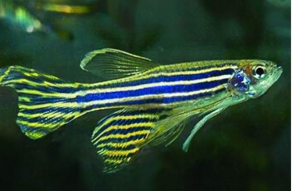 Tetraviuvadaniozebra
