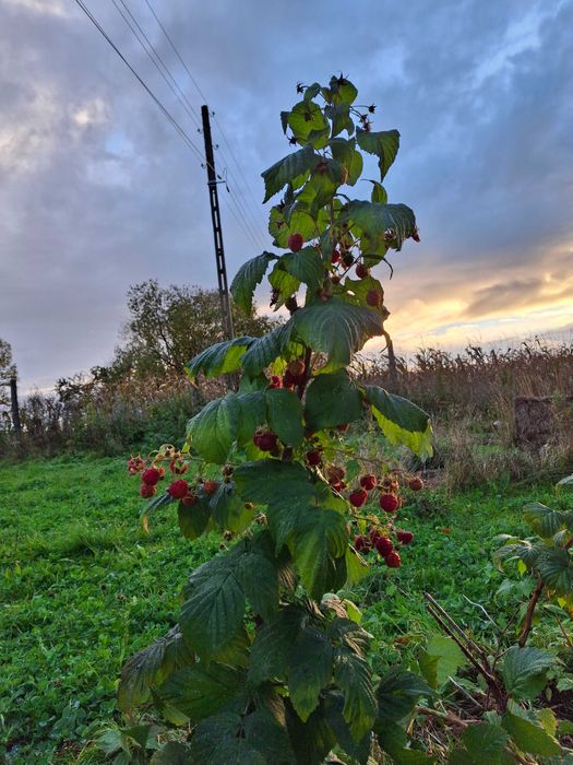 Sadzonki malin, stara plenna odmiana, powtarzająca, owocująca do mrozu