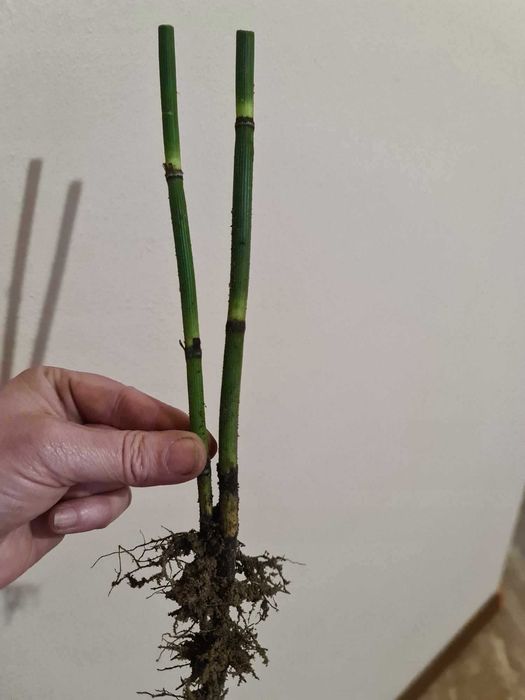 Skrzyp zimowy bambusowy zimozielony HIT sezonu 100 sadzonek !!!