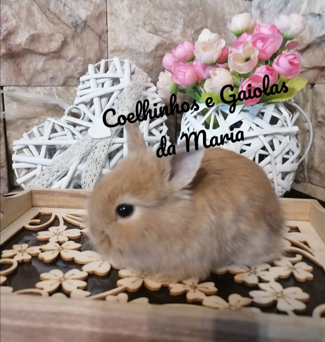 KIT Coelhos Anões  Mini Toy, Holandêz, Tedy, Mini Lop Belier Orelhudo