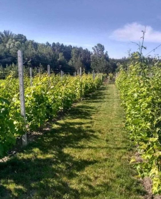 Продаж дачного будинка кооператив "Світанок"