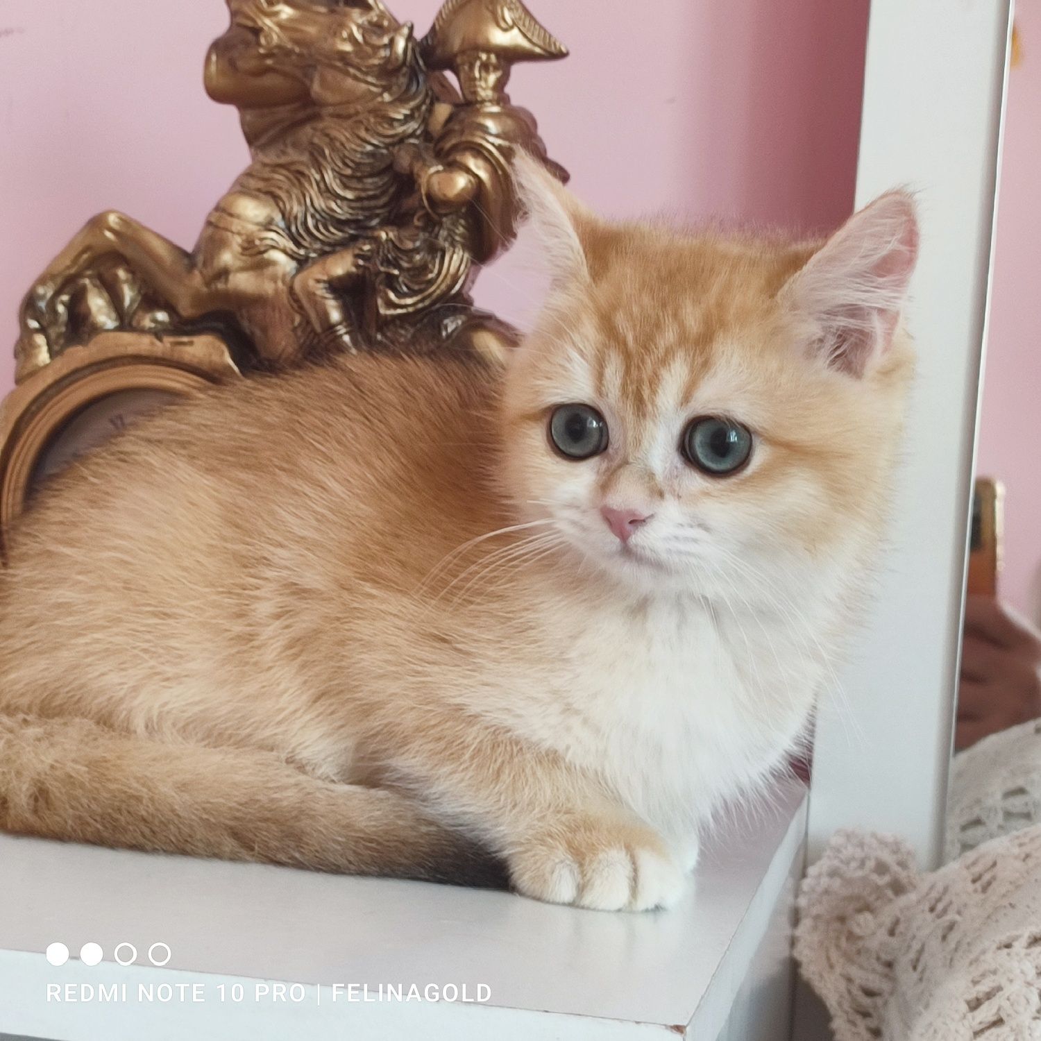 Британський золотий котик