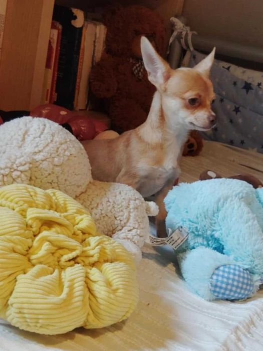 TEODOR Piesek chihuahua krótkowłosy z badaniem głowy i serca