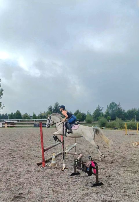 Égua pura raça, perfeito para obstáculo