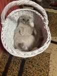 Шотланський висловухий котик