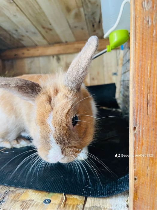 Декоративні зайчики