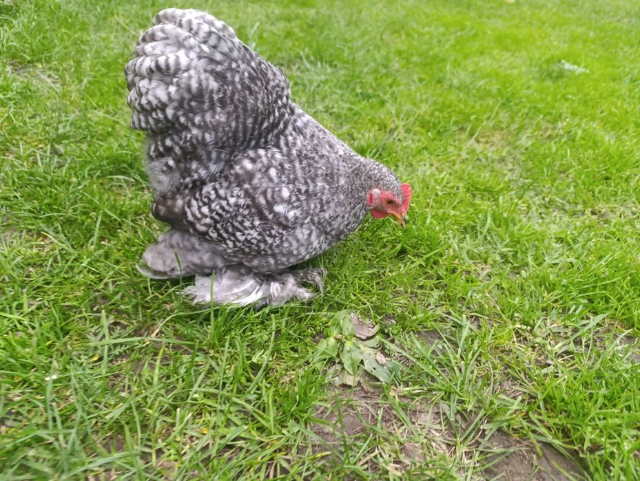 Kochin karzełek miniaturowy koguty parki