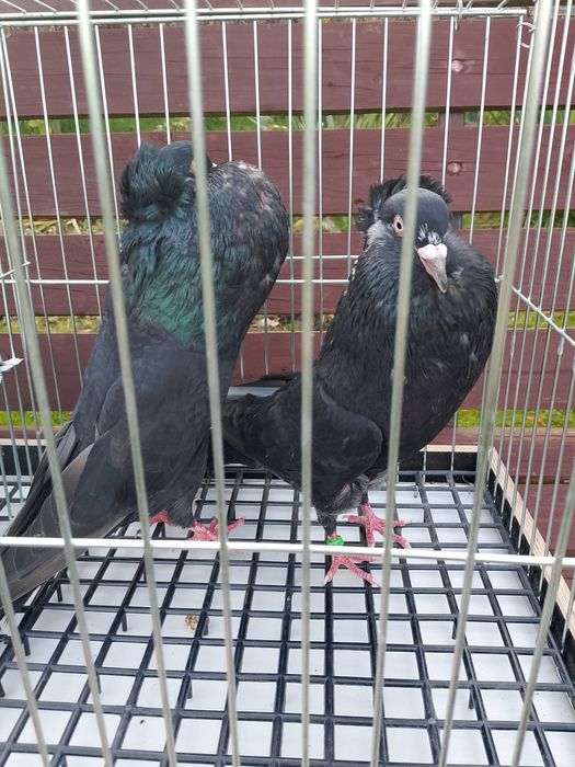 Gołębie garłacze górnośląskie 25r młode