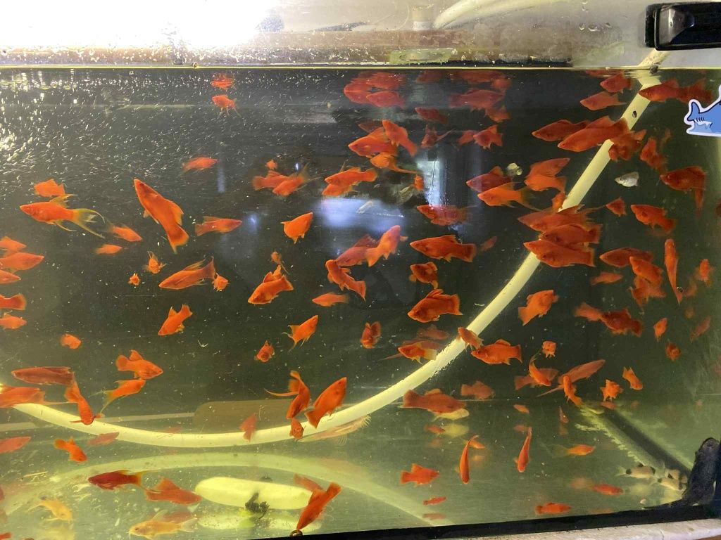 Mieczyki Albino czerwone krótka pletwa i Delta