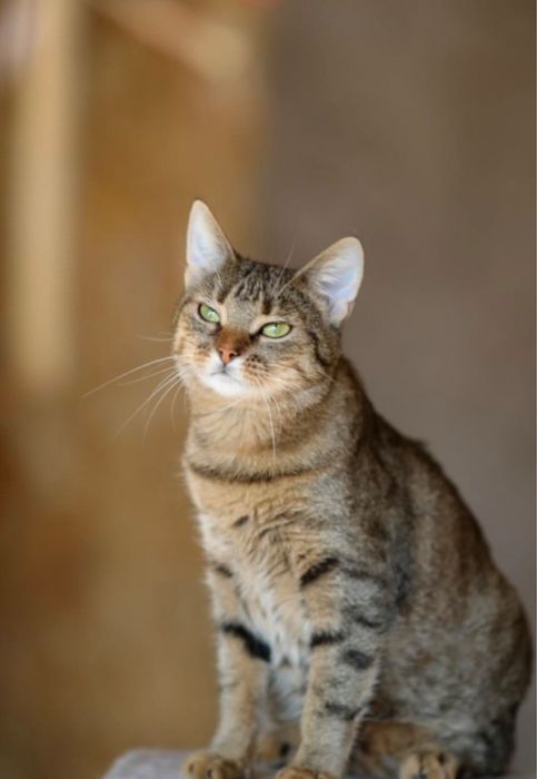 Марсі, 1,5 року, спокійна і ніжна дівчинка, кішка