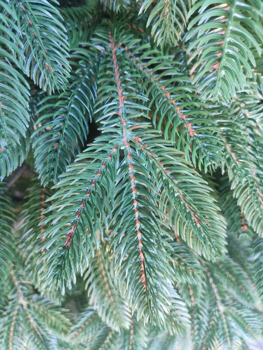 Штучна ялинка | ялинка сосна, різдвяна ялинка, лита ялинка Альпійська