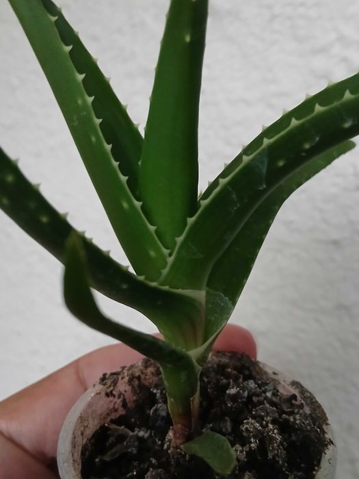 Алое молоді рослини