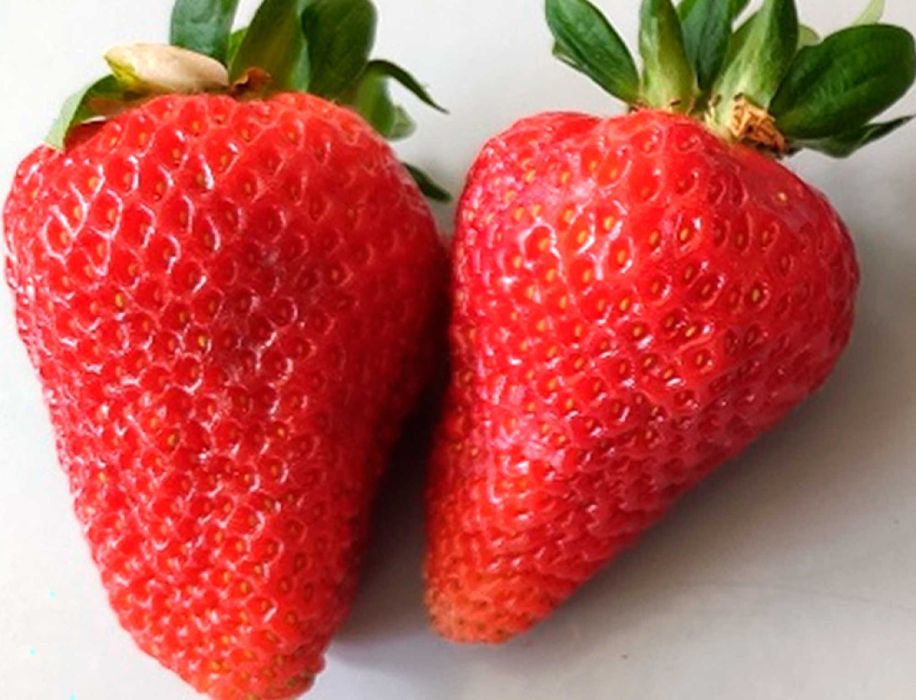 Саджанці розсада полуниці Albatross