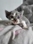 **Kotka Niebieski Bicolor**Devon Rex **Do Rezerwacji