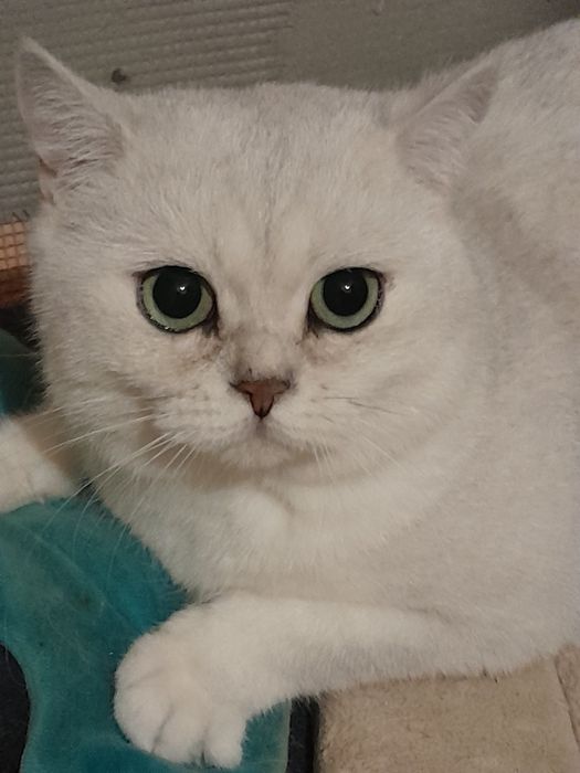 Kotki  brytyjskie srebrne szynszylowe