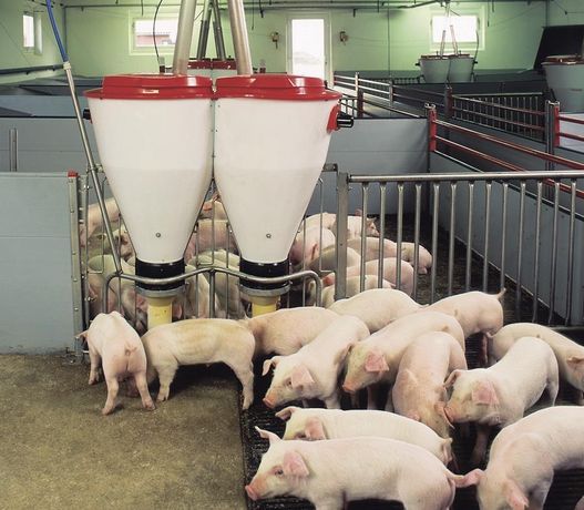 Продам свиней м‘ясної породи 10-15 кг