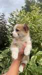 Welsh Corgi Pembroke  Pesca - Brzoskwinka