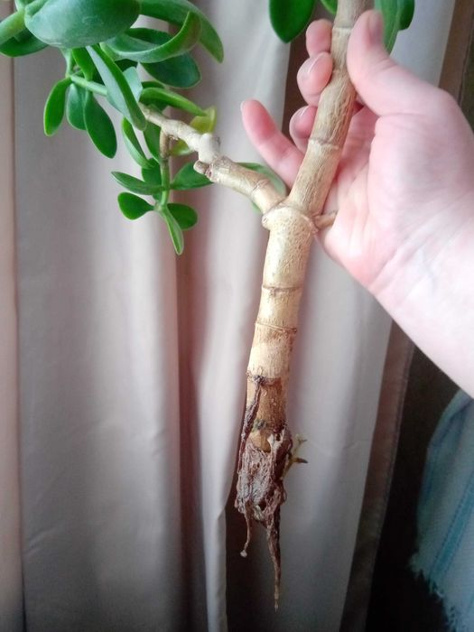 Денежное дерево, Толстянка, Крассула Запорожье