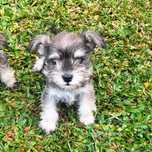 Schnauzer miniatura sal e pimenta