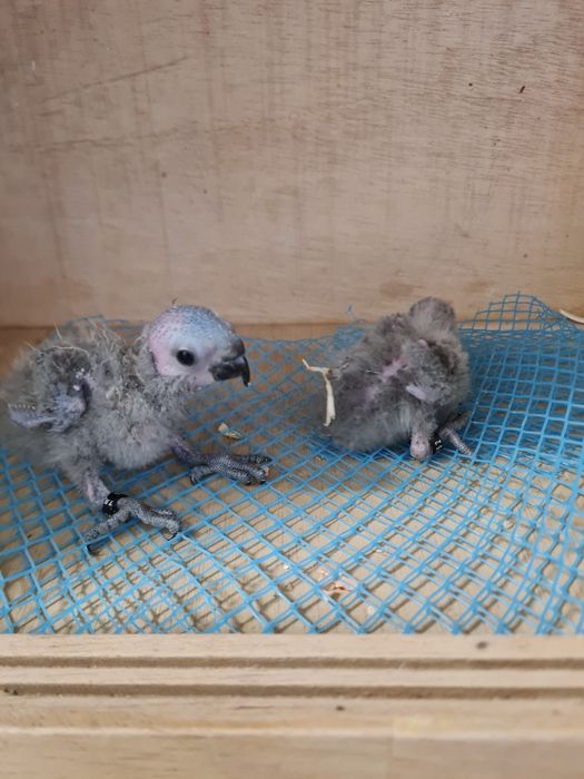 Loris molucano bebé