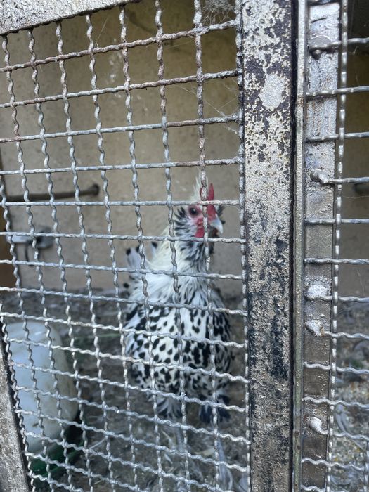 Garnizo appenzeller spitzhauben
