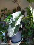 Alocasia frydek variegata