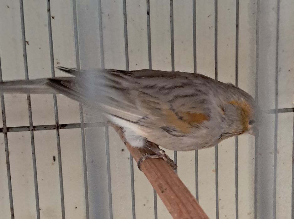 Canários asas cinza